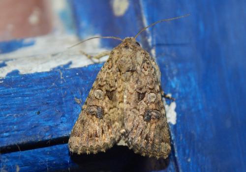 Réf. 212 526 : Anarta sp.